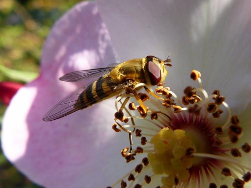 Syrphus ribesii