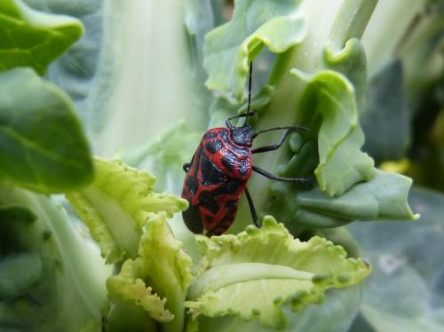 Eurydema ventralis
