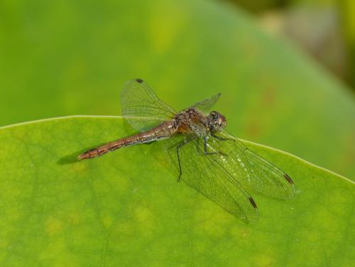 Sympetrum sanguineum