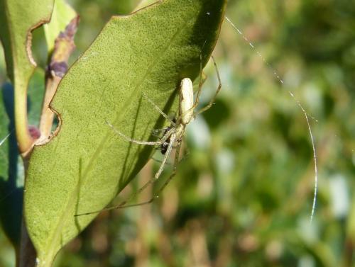 Tetragnatha sp.