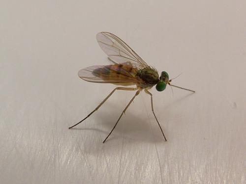 Sciapus sp.