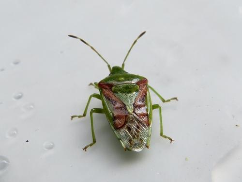 Cyphostethus tristriatus