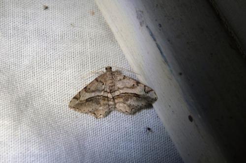 Réf. 128 035 : Chiasmia aestimaria