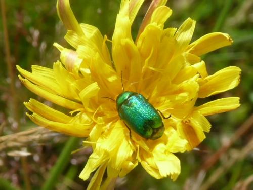 Cryptocephalus sp.