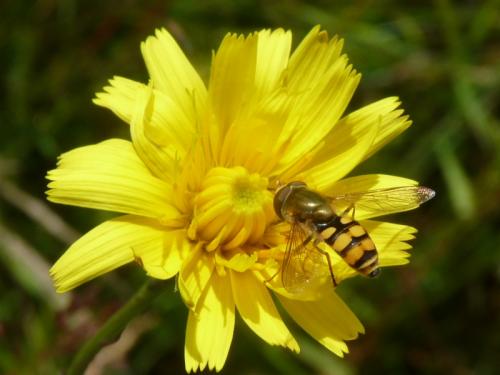 Eupeodes corollae