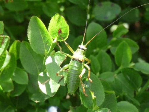 Ephippiger diurnus diurnus