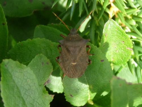 Picromerus bidens