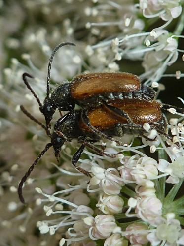 Pseudovadonia livida