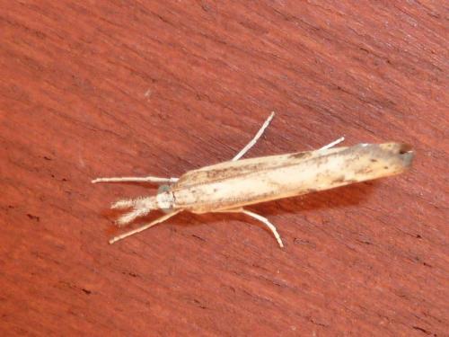 Agriphila inquinatella
