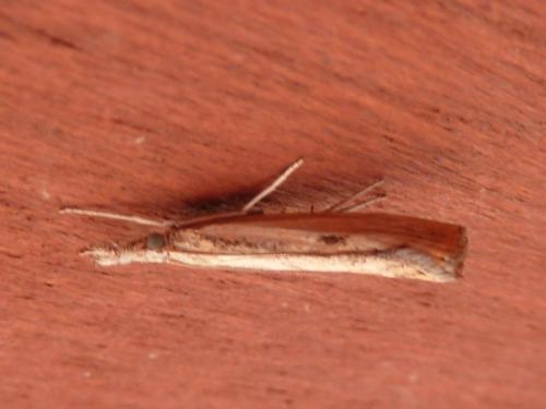 Agriphila inquinatella
