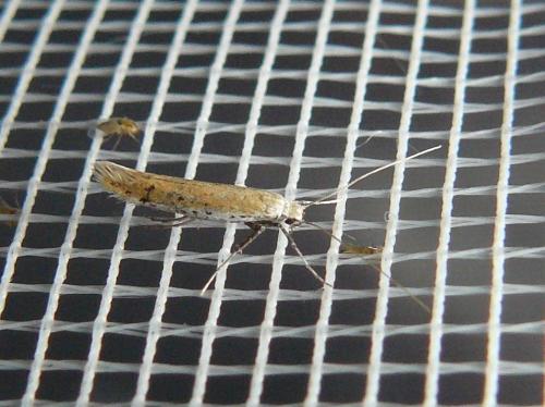 Aspilapteryx tringipennella