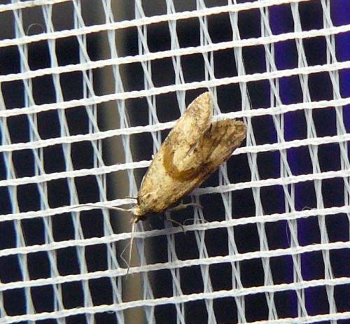Réf. 128 027 : Cochylidia sp.