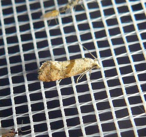 Réf. 128 025 : Cochylidia sp.