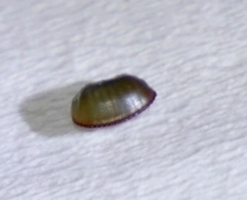 Réf. 128 038 : Ectobius sp.