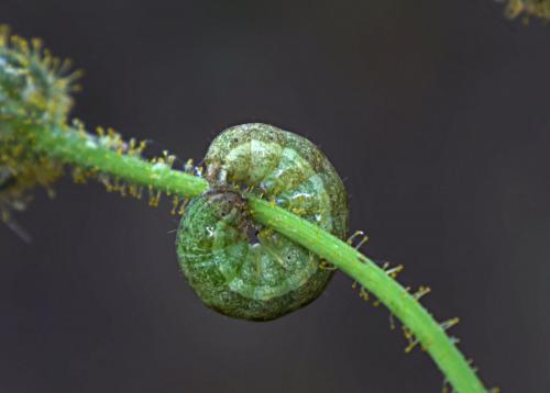 Réf. 128 404 : Hecatera bicolorata