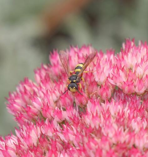 Cerceris sp.