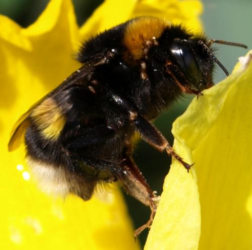 Bombus sp.