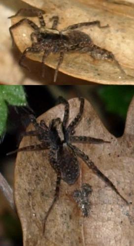 Pardosa sp.