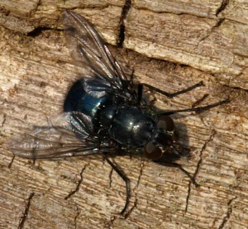 Réf. 128 372 : Calliphora sp.