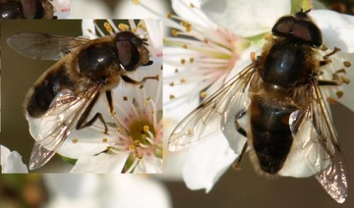 Eristalis pertinax