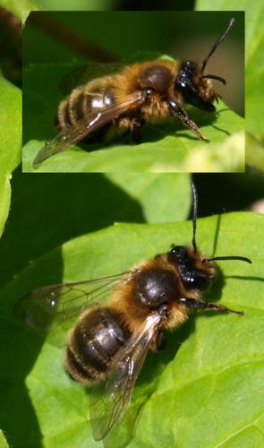 Réf. 128 384 : Andrena sp.