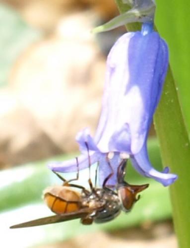 Rhingia campestris