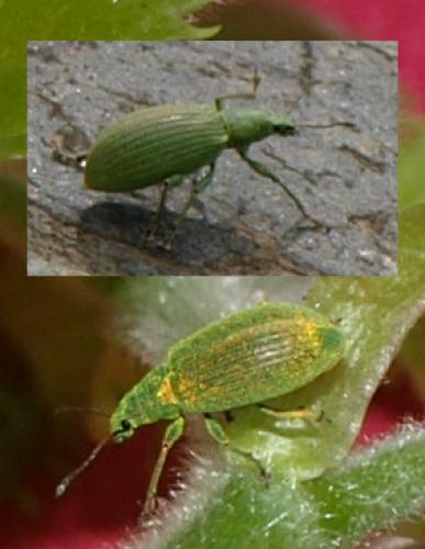 Polydrusus planifrons