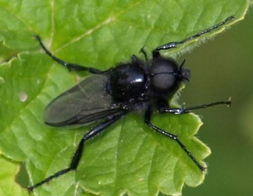 Réf. 128 423 : Bibio sp.