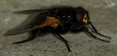 Réf. 128 388 : Mesembrina sp.