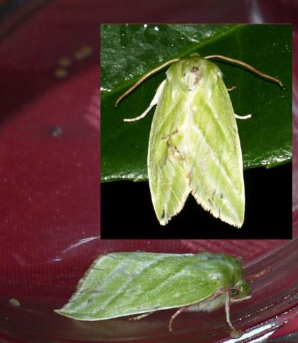 Pseudoips prasinana
