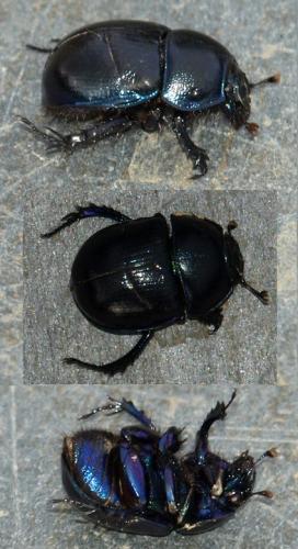 Anoplotrupes stercorosus