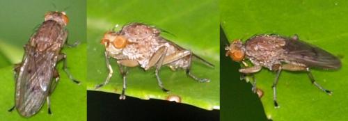 Suillia sp.
