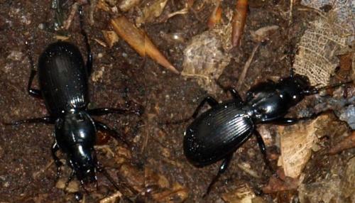 Pterostichus madidus