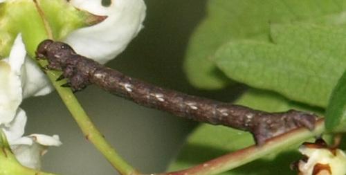 Agriopis sp.