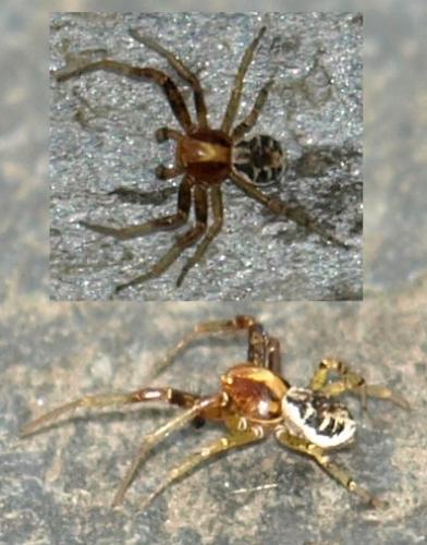 Réf. 128 434 : Xysticus lanio