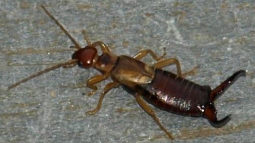 Forficula auricularia