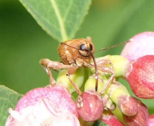 Curculio glandium
