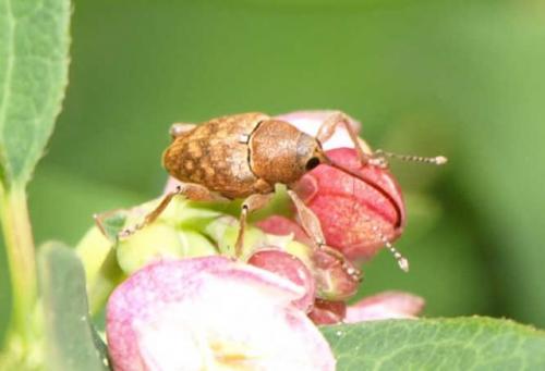 Réf. 128 426 : Curculio glandium