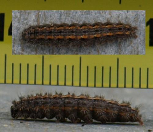 Eilema caniola