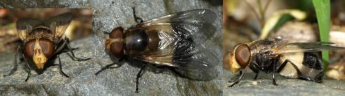 Volucella pellucens