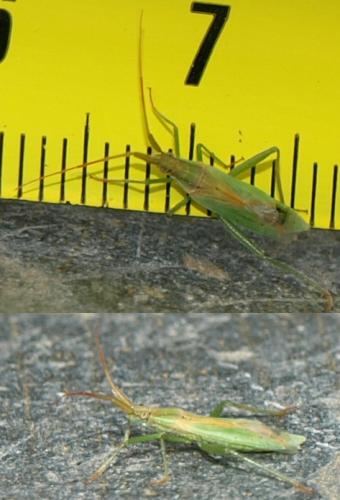 Stenodema sp.
