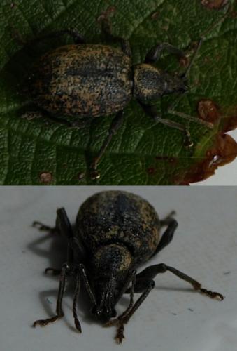 Réf. 128 436 : Otiorhynchus armadillo