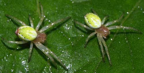 Araniella sp.