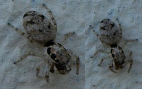 Réf. 128 516 : Salticus sp.