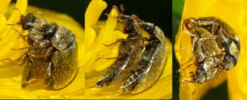 Byturus ochraceus