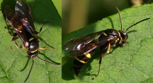 Réf. 128 555 : Argogorytes mystaceus