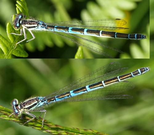 Réf. 128 550 : Coenagrion scitulum