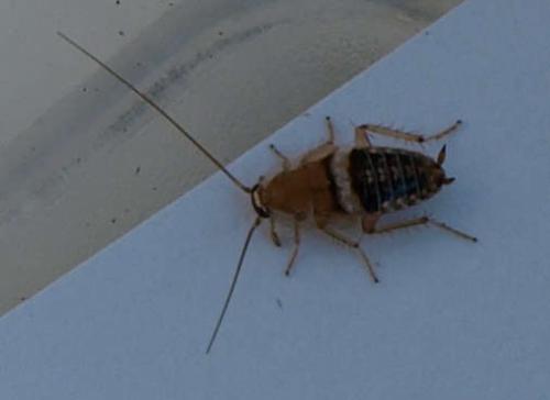 Planuncus vinzi
