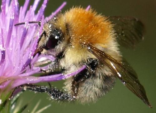 Réf. 128 071 : Bombus pascuorum