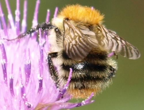Bombus pascuorum